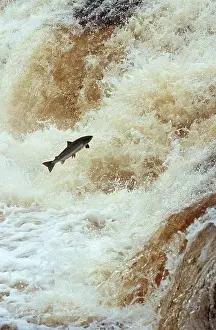 Upstream: ATLANTIC SALMON - leaping upstream