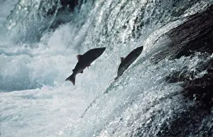 Strength: ATLANTIC SALMON - pair leaping up river