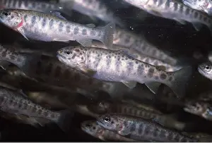 Parr: ATLANTIC SALMON parr or fingerling