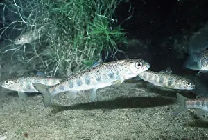 Parr: ATLANTIC SALMON Parr / Fingerling