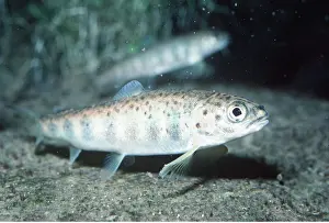 Parr: ATLANTIC SALMON Parr / Fingerling