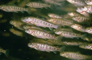 Salmo: ATLANTIC SALMON Parr or Fingerling - shoal