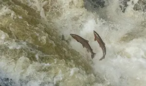 Spawn: Atlantic salmon, Salmo salar, migrating up the River