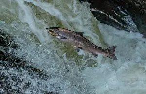 Spawn: Atlantic salmon, Salmo salar, migrating up the River