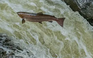 Spawn: Atlantic salmon, Salmo salar, migrating up the River