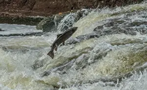 Spawn: Atlantic salmon, Salmo salar, migrating up the River