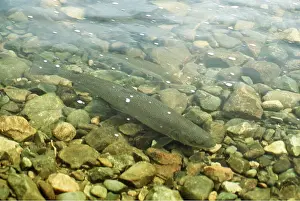 Cycles: ATLANTIC SALMON - SPAWNING