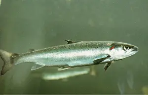 Aquariums: ATLANTIC SALMON - SIDE VIEW