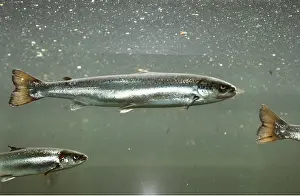 Aquariums: ATLANTIC SALMON - SIDE VIEW