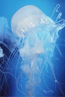 Tentacles: Atlantic Sea Nettle