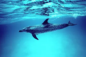 Frontalis: Atlantic spotted dolphin