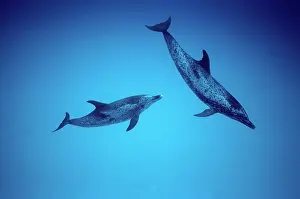 Frontalis: Atlantic Spotted Dolphin