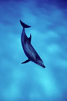 Frontalis: Atlantic spotted dolphin