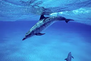 Frontalis: Atlantic Spotted Dolphin