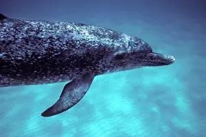 Frontalis: Atlantic spotted dolphin
