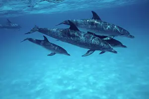 Frontalis: Atlantic Spotted Dolphin