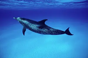 Frontalis: Atlantic Spotted DOLPHIN