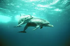 Frontalis: Atlantic Spotted Dolphin
