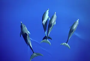 Frontalis: Atlantic spotted dolphin