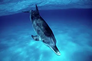 Frontalis: Atlantic spotted dolphin