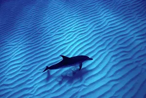 Frontalis: Atlantic spotted dolphin