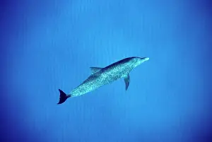Frontalis: Atlantic spotted dolphin