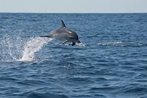 Azore: Atlantic Spotted Dolphin