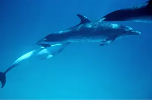 Dolphins: Atlantic Spotted Dolphin - adult nursing young