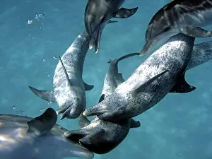 Denise Herzing: Atlantic Spotted Dolphin - interspecies head to