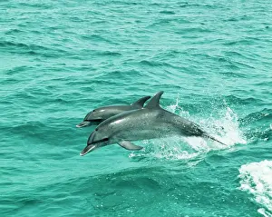 Frontalis: Atlantic Spotted Dolphin - Jumping out of water