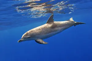 Macaronesia: Atlantic spotted dolphin (Stenella frontalis). Adult