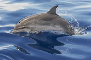 Macaronesia: Atlantic spotted dolphin (Stenella frontalis), Juvenile