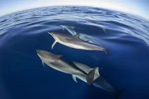 Macaronesia: Atlantic spotted dolphin (Stenella frontalis), juvenile