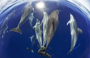 Macaronesia: Atlantic spotted dolphin (Stenella frontalis), juvenile