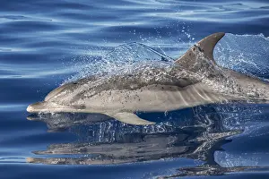 Macaronesia: Atlantic spotted dolphin (Stenella frontalis), Adult