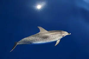 Macaronesia: Atlantic spotted dolphin (Stenella frontalis), Adult