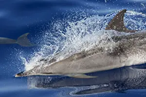Macaronesia: Atlantic spotted dolphin (Stenella frontalis), Adult