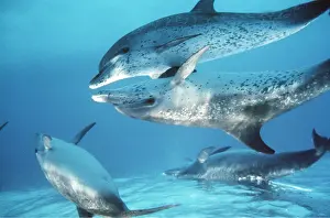 Dolphins: Atlantic Spotted Dolphin - touching fins