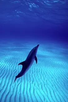 Frontalis: Atlantic Spotted Dolphin - underwater