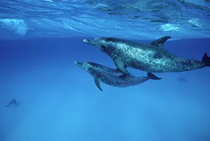 Frontalis: Atlantic Spotted Dolphin - underwater