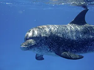 Denise Herzing: Atlantic Spotted Dolphin - underwater