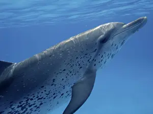 Denise Herzing: Atlantic Spotted Dolphin - underwater