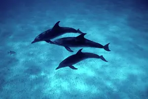 Carribean: Atlantic spotted dolphins