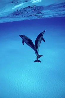 Frontalis: Atlantic spotted DOLPHINS