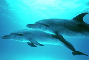 Frontalis: Atlantic Spotted DOLPHINS - mother & calf