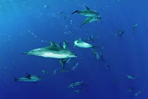 Azores: Atlantic spotted dolphins, Stenella frontalis, Formigas