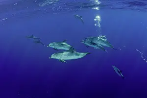Azores: Atlantic spotted dolphins, Stenella frontalis, Formigas
