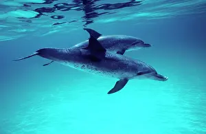 Frontalis: ATLANTIC SPOTTED DOLPHINS - two swimming underwater
