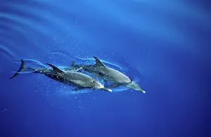 Frontalis: Atlantic Spotted DOLPHINS - x two swimming side by side