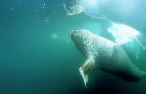 Odobenus: Atlantic WALRUS